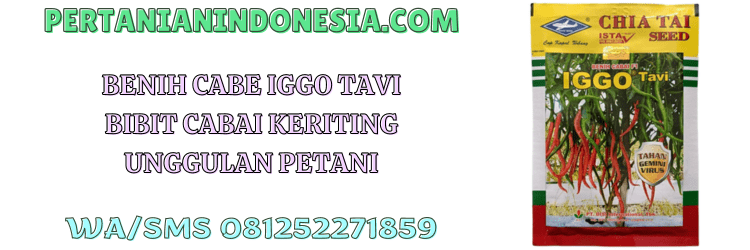 benih,cabe,iggo tavi,bisi,cap kapal terbang,pertanian indonesia